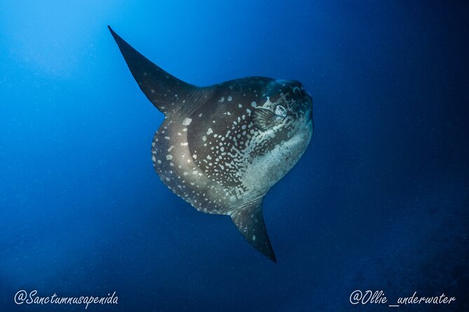 Certified Scuba Dive with Manta Rays (Open Water Diver minimum) - Small-group safety: 1:4 max attention on two sessions