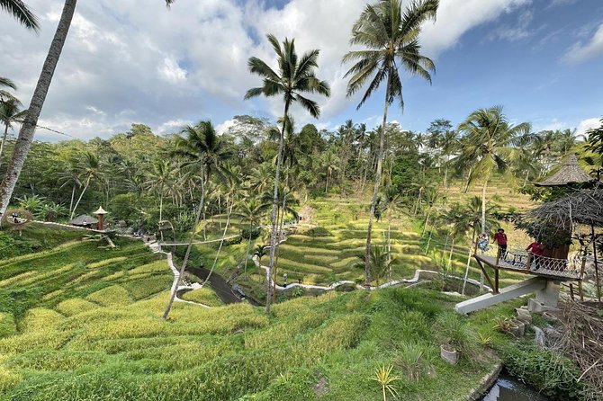 coconut wine and coffee safary tour - Comfort, Terrain, and Practical Tips for the Ricefield Walk