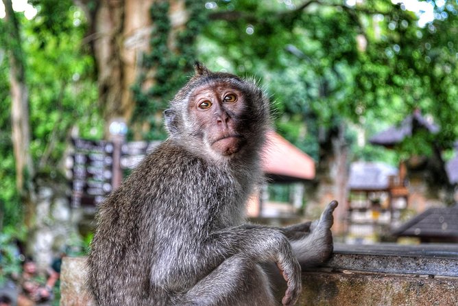 Cretya Ubud and Monkey Forest Sanctuary Tours - A well-organized day, led by driver Putu