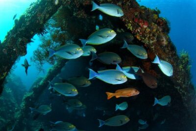 Day Trip certified divers - 3 Dives in Tulamben (pick-up & drop-off included) - Price and value: why $149.80 can make sense (or feel steep)