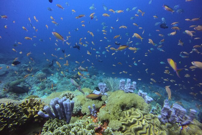 Day Trip Discover Scuba dive in Nusa Penida 2 dives (From Sanur - South Bali) - How This Nusa Penida Discover Scuba Starter Day Works
