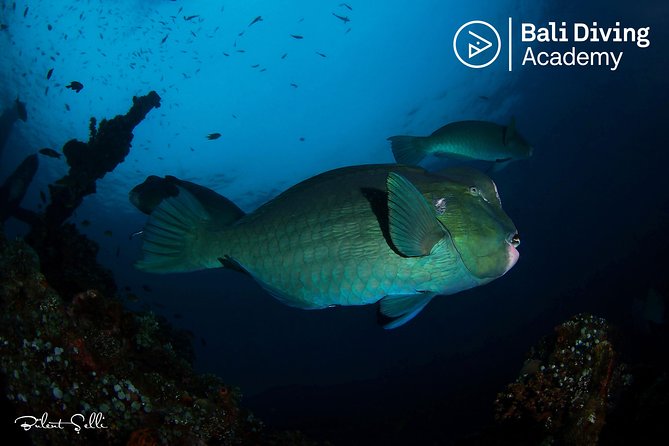 Day Trip Snorkeling in Tulamben - Explore Liberty Wreck (pick up in South Bali) - Key Highlights You’ll Care About