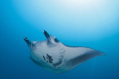Day Trip snorkeling Nusa Penida - Manta 3 sites (from south bali) - Speedboat timing and what it means for your day