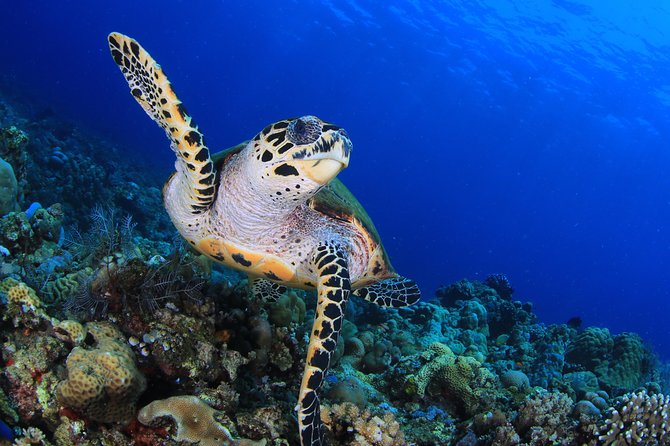 Discover Scuba Diving - Why Amed beats big-deal resorts for a first scuba session