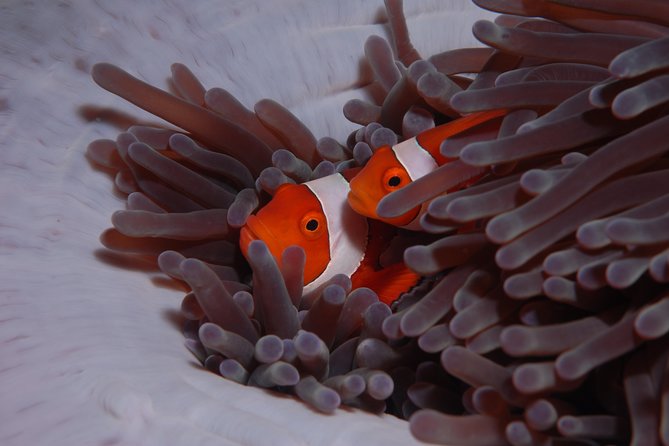 Discover Scuba Diving - Equipment and comfort perks that cut anxiety fast