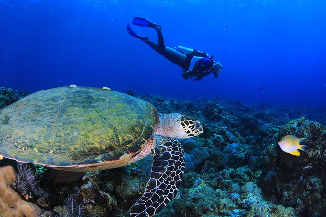 Discover Scuba Diving - Instructor-led teaching: how beginners stay safe without feeling babysat