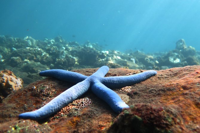 Discover Scuba Diving Tulamben Bali For Non-Certified Divers - Key Highlights You’ll Actually Feel During the Day