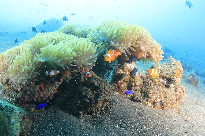 Discover Scuba Diving Tulamben Bali For Non-Certified Divers - USAT Liberty Shipwreck: The Reason Tulamben Is Worth the Trip