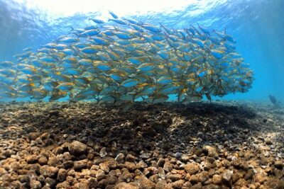 Discover Scuba Diving Tulamben Bali For Non-Certified Divers - Your Morning Route: Pickup From Kuta Area to Sanur Paperwork