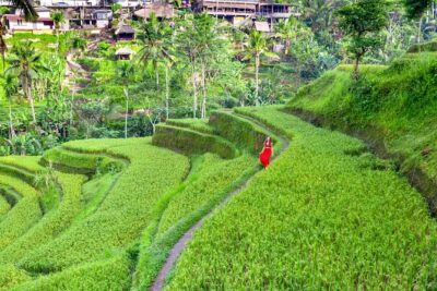 Discover The Best of Ubud: All-Inclusive and Private Guided Tour - Sacred Monkey Forest Sanctuary: What to Expect and How to Enjoy It
