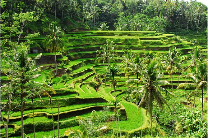 Discover Ubud: 2 Days Ubud Private Tour - Day 1 at Ubud: Barong dance, Monkey Forest, and Tegalalang photos with meaning