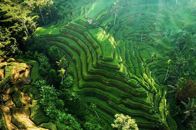 Discover Ubud: Exotism Ubud and Optional Meet the Bali Shaman - A Private Ubud Day That Mixes Temples, Monkeys, and Coffee