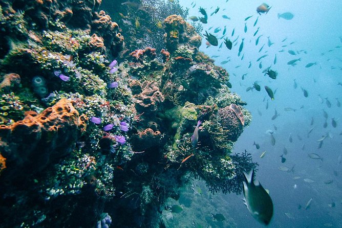Dive at Tulamben Bali USS Liberty Ship Wreck - Small-group transfers: a practical quality boost