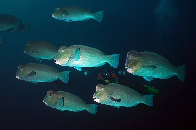 Diving at Tulamben Liberty Shipwreck 2 dives for certified divers - Key Highlights Worth Knowing