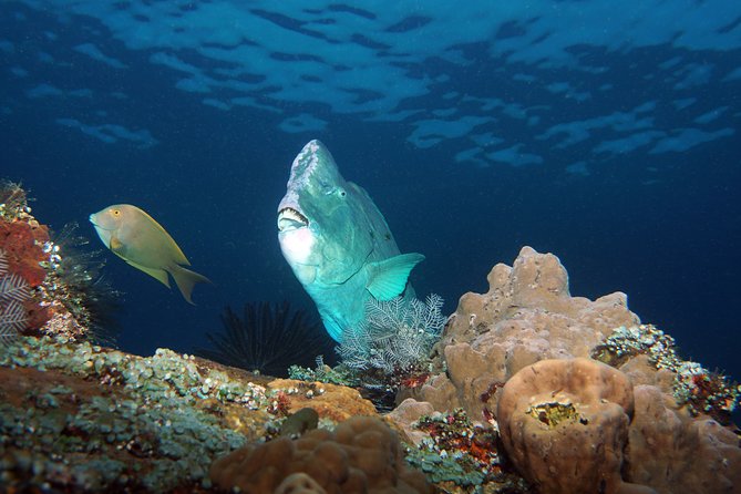 Diving at Tulamben Liberty Shipwreck 2 dives for certified divers - Tulamben From Kuta: Why This Day Trip Works