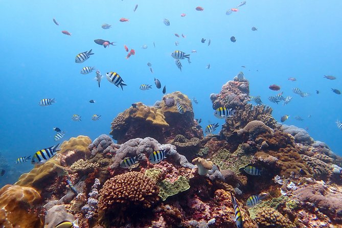 Diving at Tulamben Liberty Shipwreck 2 dives for certified divers - Price and Value: Is $143 Fair for Two Sessions?