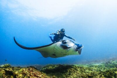 Diving in Nusa Penida - Two Ocean Stops: Manta Ray Area Plus Bay Fish (Sometimes Turtles)
