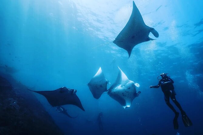 Diving with Manta Ray at Nusa Penida - Manta Point on Nusa Penida: why it’s worth the boat ride