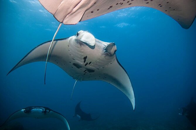 Diving with Manta Ray at Nusa Penida - The 4-hour flow: two scuba sessions, food, and downtime