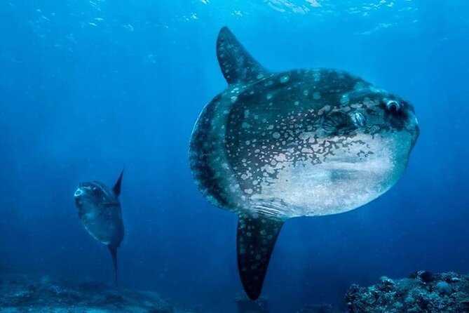 Diving with Manta Ray at Nusa Penida - Snorkeling notes, photo expectations, and what to bring