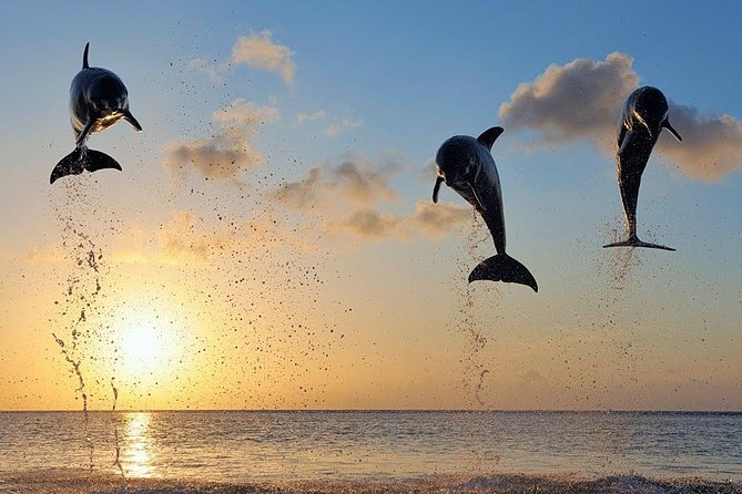 Dolphin Tour and Sunrise Watching in Lovina Beach - All Inclusive - Breakfast at Coffee Nosky: Refuel After Dolphins, Not Before Regret
