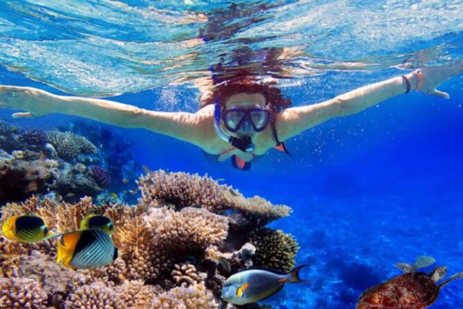 Dolphin Watching Tour, Swimming with Dolphins and Snorkeling - Pickup in Ubud to Lovina: plan for the early hours