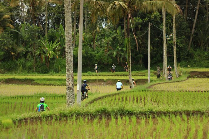 Downhill Cycling Ubud with Volcano, Rice Terrace and Educational - The 2.5-hour downhill cycling: what it feels like on the ground