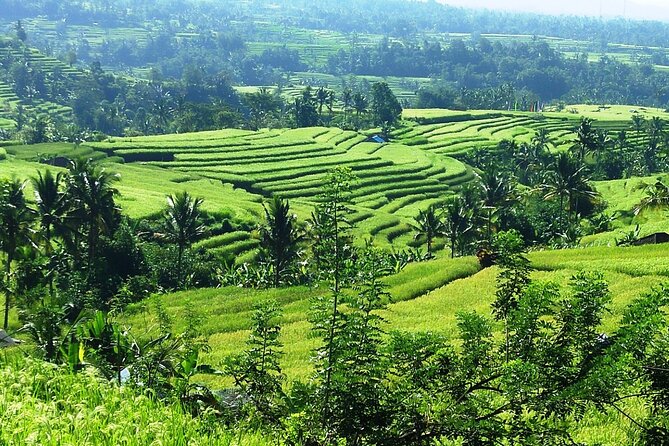 Electric bicycle tour in Jatiluwih UNESCO site - Who’s This Best For (and Who Might Want to Skip It)