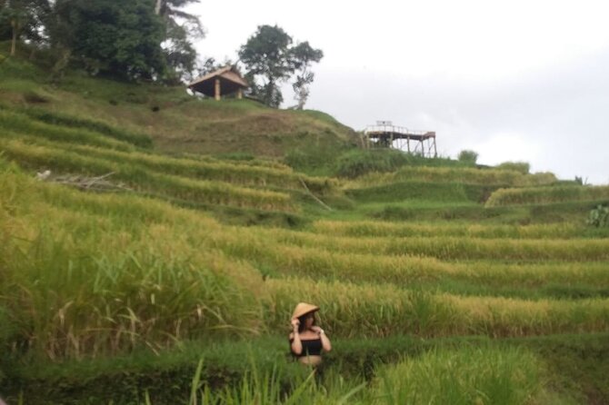 Experience Full Day to Bali Swing Temple and Monkey Forest - Price and value: $28.67 works best when you choose the right package