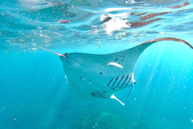 Explore 4 iconic snorkeling spots of Manta Bay in Nusa Penida - Stop-by-stop: colorful fish, flying fish, turtles, and blood-red coral at Wall Bay