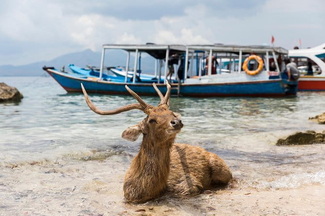 Fastboat to Gili Trawangan or Gili Air - Why this fast boat transfer is good value at $39
