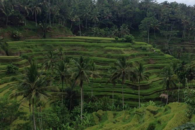 Favorite Sites of Ubud Daytrip - Ubud From Kuta: A value-packed spiritual and scenic sampler