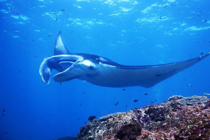 From Bali: Nusa Penida Snorkeling and Island Tour - Who should book this tour, and who should think twice