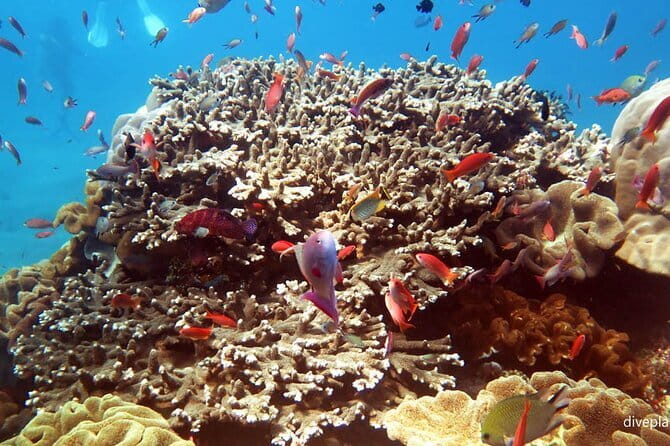From Bali: Nusa Penida Snorkeling and Island Tour - 6:30 AM pickup to Sanur Beach: the rhythm of the day