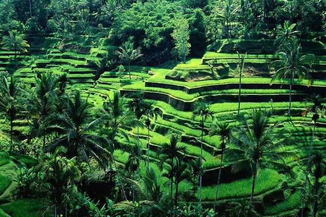 Full Day ATV Ride, Monkey Forest,Tegalalang Rice Terrace - How This Ubud Full Day Stays Interesting