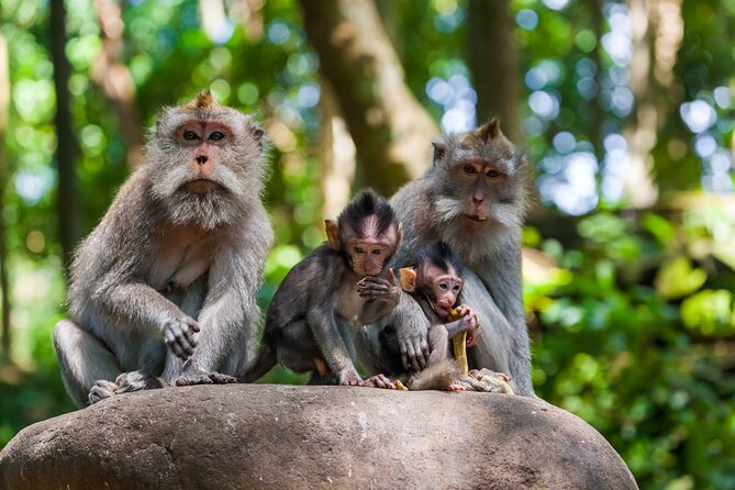 Full Day Best of Ubud Private Tour - Why a private Ubud day works so well