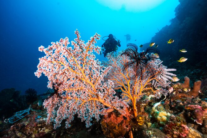 Full-Day Discover Scuba Diving Tour for Beginners in Tulamben - Coral Garden: A Reef Experience That Doesn’t Require Advanced Comfort