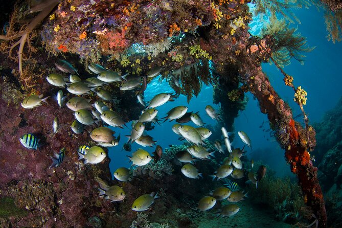 Full-Day Discover Scuba Diving Tour for Beginners in Tulamben - A Break at the Dive Center: Lunch, Hot Drinks, and Reset Time