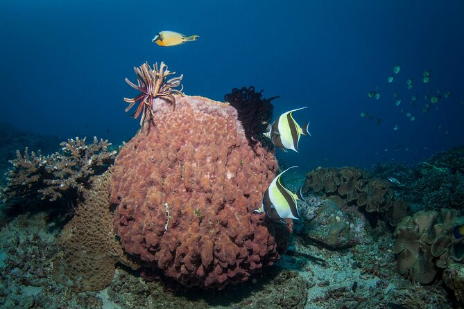 Full-Day Discover Scuba Diving Tour for Beginners in Tulamben - Equipment, Photos, and Camera Options Without Headaches
