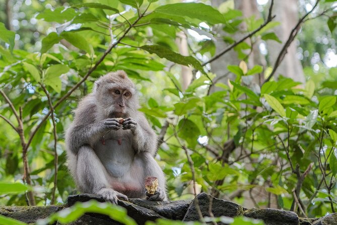 Full-Day Highlights and Best of Ubud Village - Lunch in Ubud village: where the day turns from driving to eating