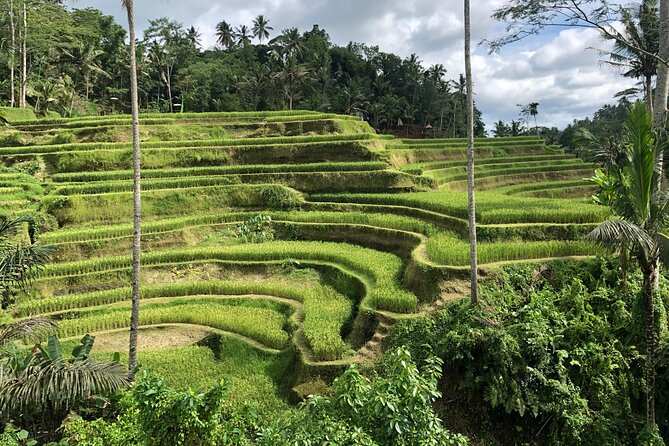 Full-Day Highlights and Best of Ubud Village - Price and what you actually get for $70