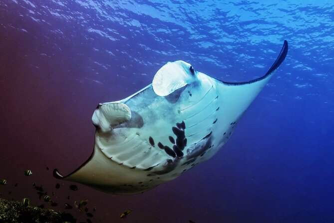 Full-Day Nusa Penida Snorkeling Adventure from Bali - Who Should Book This Nusa Penida Day Trip