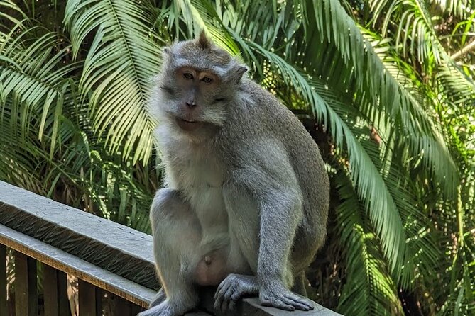 Full Day Private Tour to Ubud Waterfall and Tanah Lot Sunset - Stop 2: Ubud Sacred Monkey Forest Sanctuary (Wanara Wana) up close