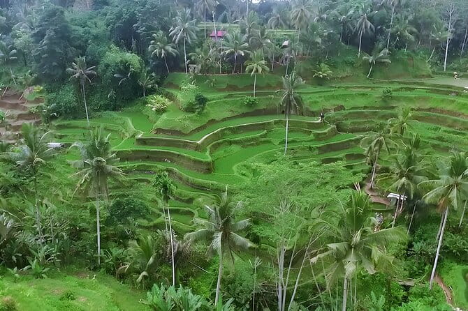 Full Day Private Tour to Ubud Waterfall and Uluwatu Sunset - Stop 3: Lunch Break in Ubud Village (Vegetarian Options Included)
