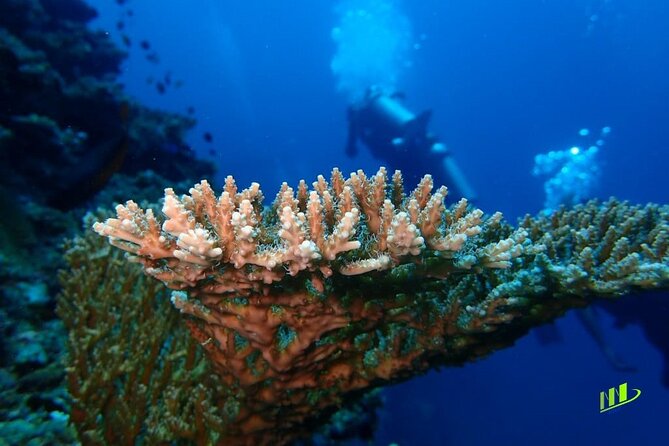 Full-Day Scuba Diving Experience of USAT Liberty in Tulamben - Depth limits: choosing the right rate (Fun vs Try) and staying within the plan