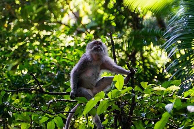 Full Day – Ubud Art Village and Mount Batur Kintamani with Lunch - Sacred Monkey Forest Sanctuary in Ubud (A Tropical Temple Forest With Real Monkeys)