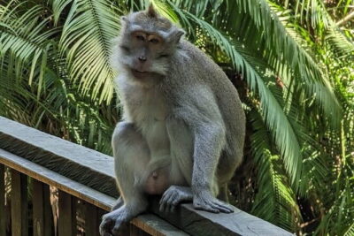 Full Day Ubud Tanah Lot Uluwatu All Inclusive Private Tour - Sacred Monkey Forest: tame monkeys and a small rain-forest pause