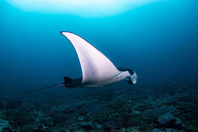 Fun Dive Nusa Penida Bali - For Certified Divers - Key Highlights You’ll Feel on the Day