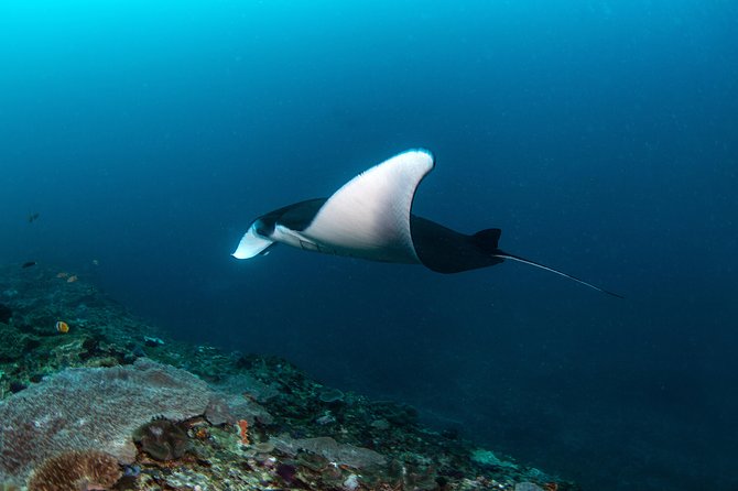 Fun Dive Nusa Penida Bali - For Certified Divers - Nusa Penida Day Trip: Why This One Makes Sense From Sanur