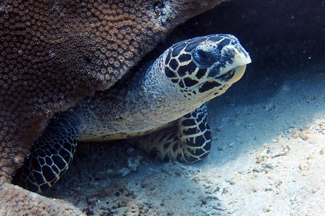 Fun Dive Nusa Penida Bali - For Certified Divers - Guide Quality and Small Group Structure (Up to 10 People)